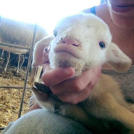 Agriturismo Oasi Del Pianettino Campagnatico Dış mekan fotoğraf