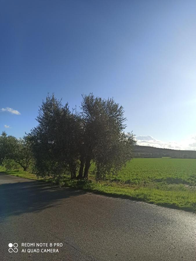 Agriturismo Oasi Del Pianettino Campagnatico Dış mekan fotoğraf
